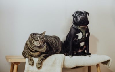 Pet Obesity Prevention Starts with These 3 Steps