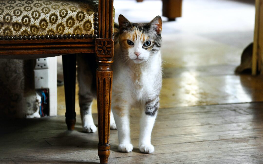 White, brown, and black cat standing under a table