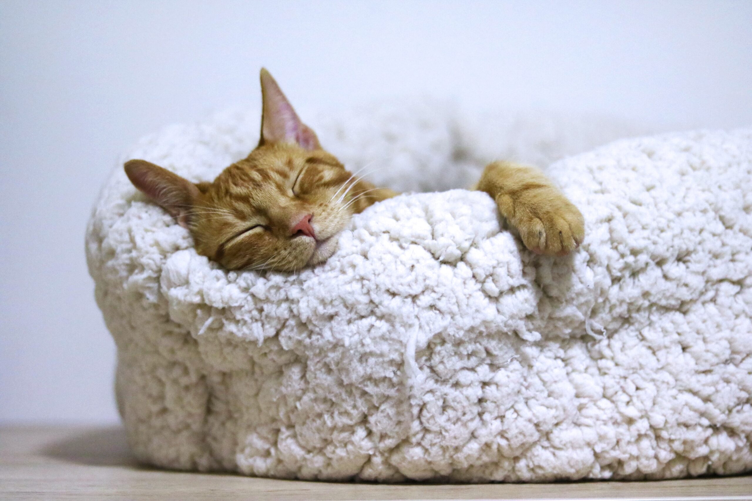 Organe Tabby cat sleeping soundly on a white bed