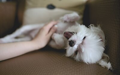 Alleviating Your Pet’s Itchy Skin