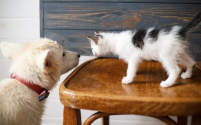 Easily Transitioning: Ensuring the Success of Introducing New Pets