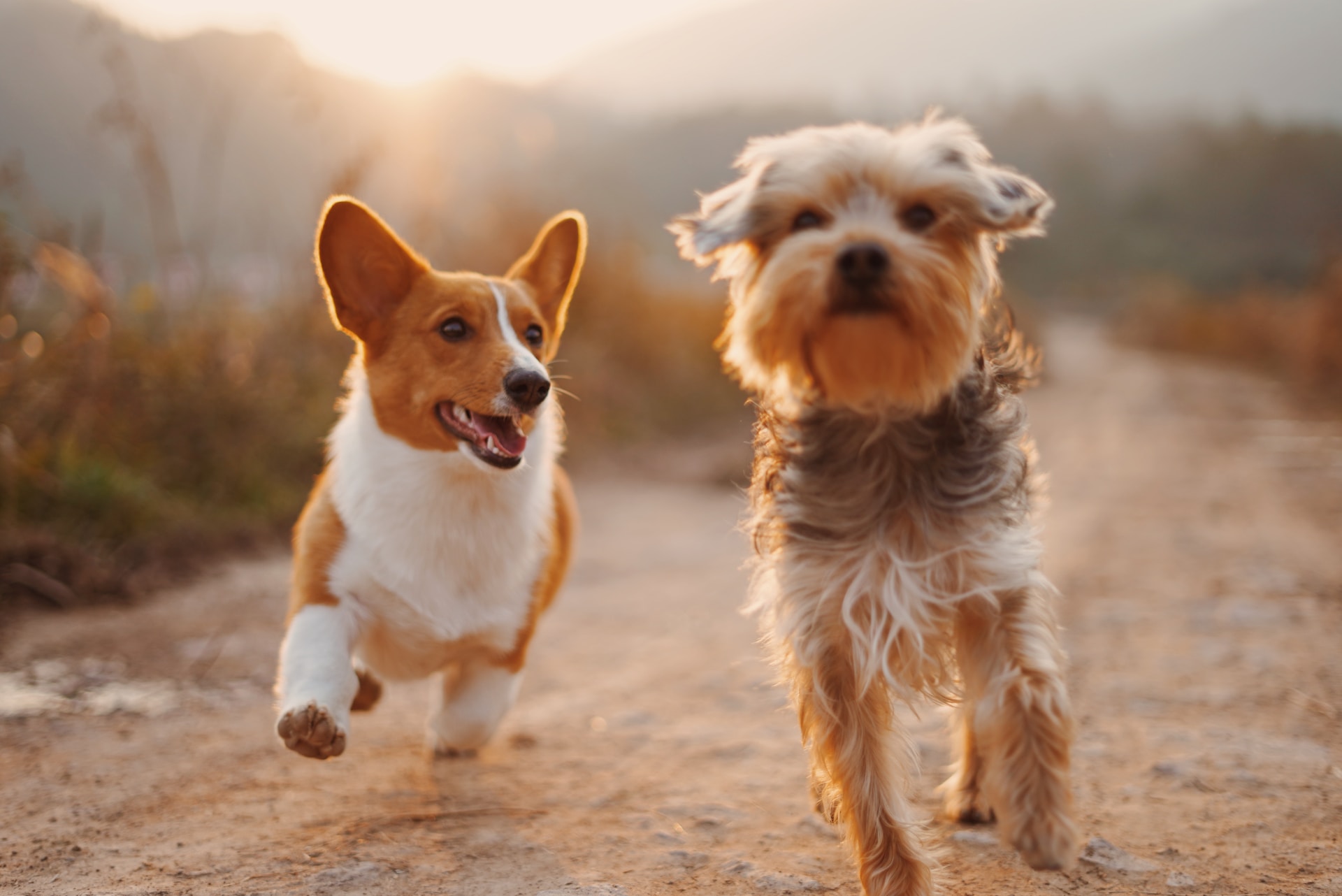 Two dogs running on dirt road