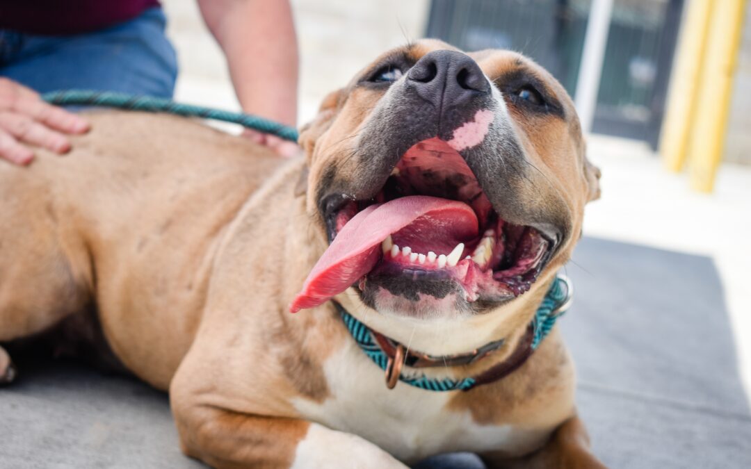 Pitbull smiling at a camera