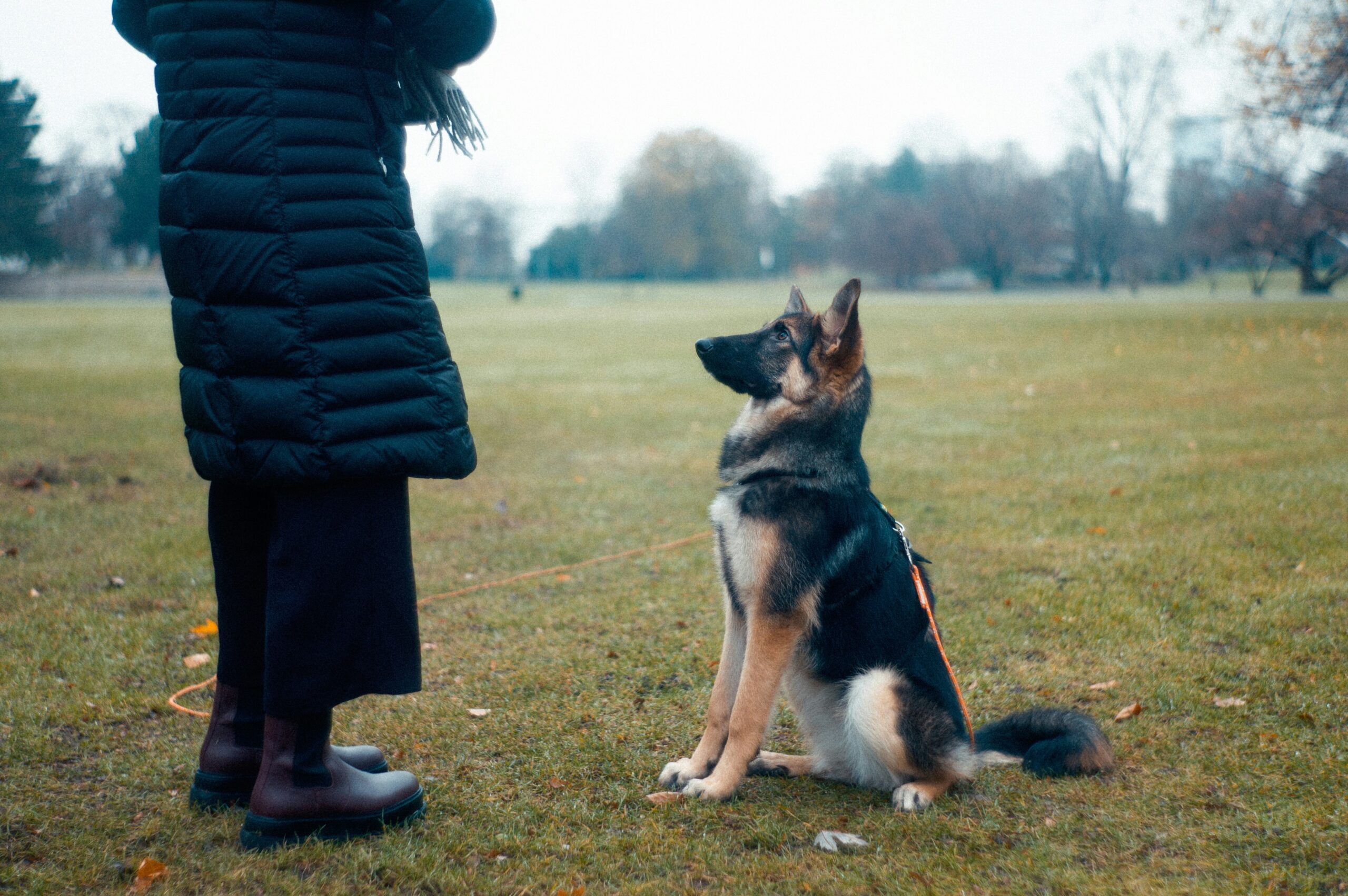 German shepherd being trained to ‘sit’ by its owner in a field