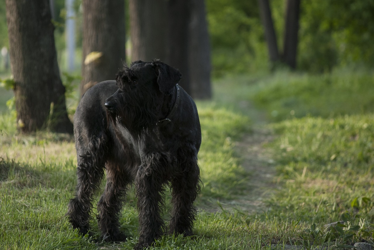 Black dog on trail