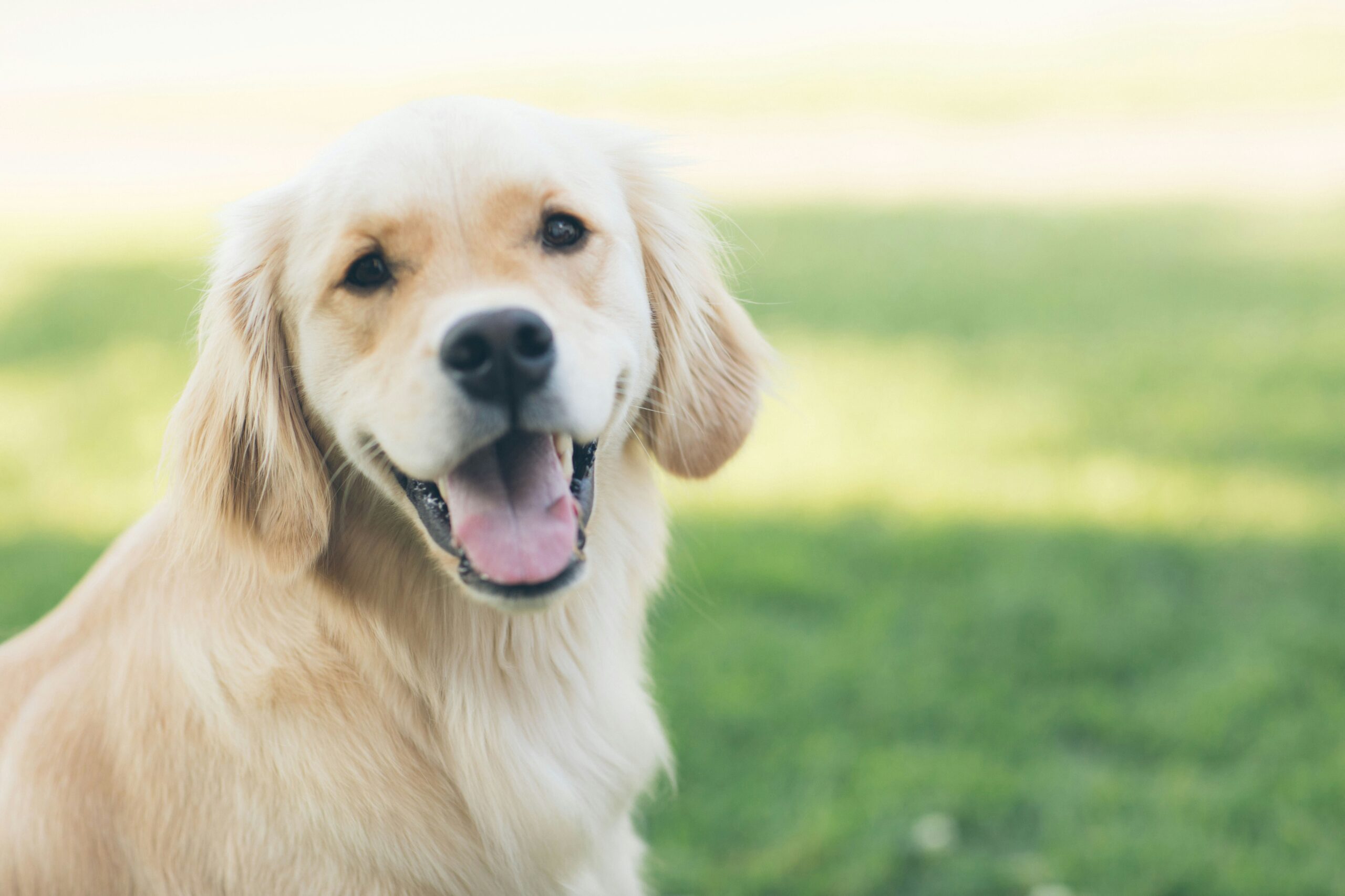 Golden retriever puppy smiling